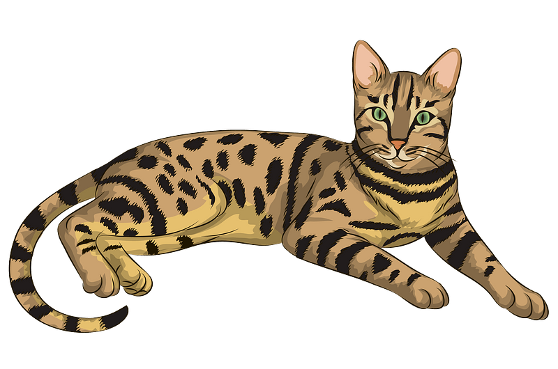 Bengal Cats Png (salmon, gray)