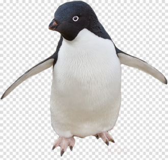 Penguin Png Image (lavender, silver)