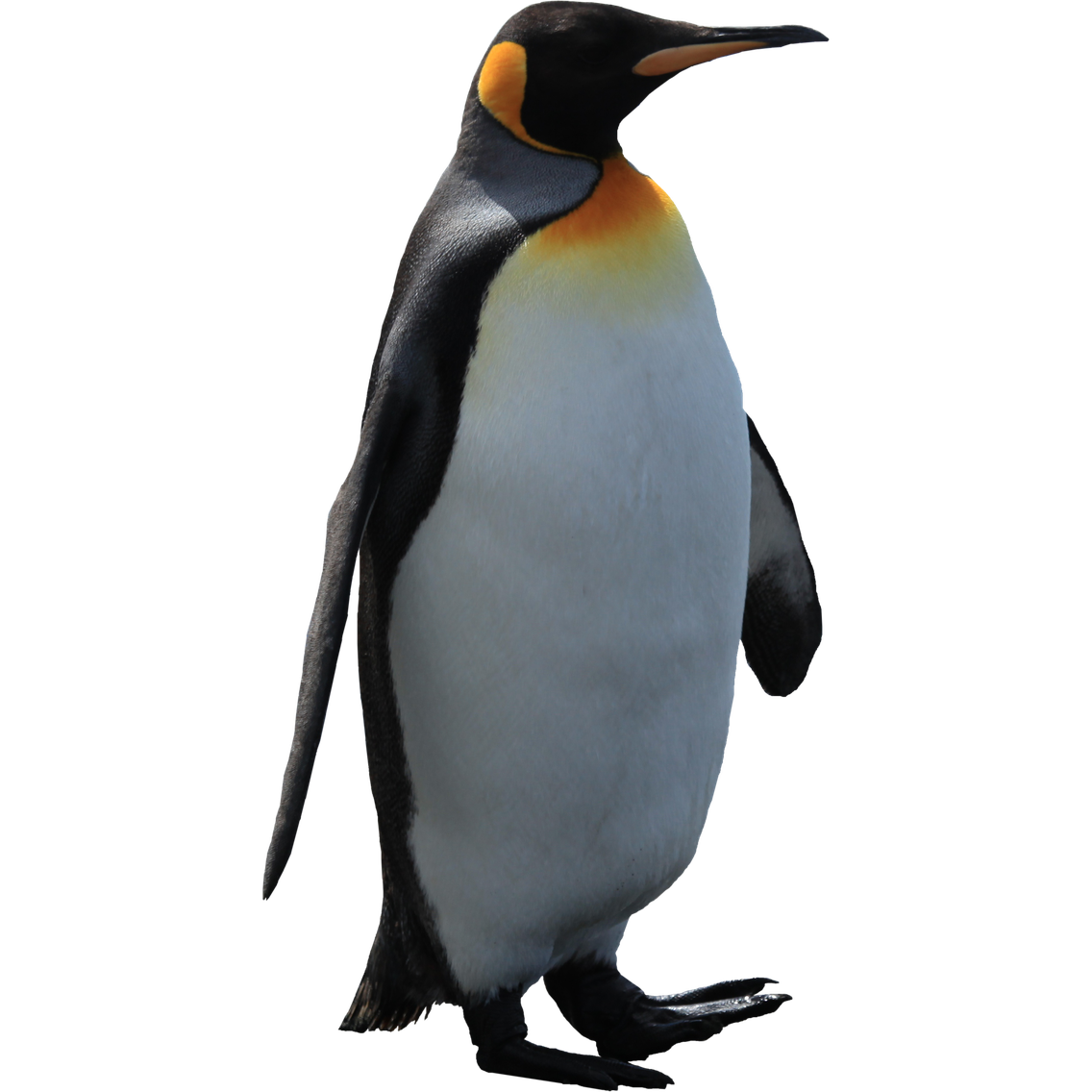 Penguin Png Pic (black)