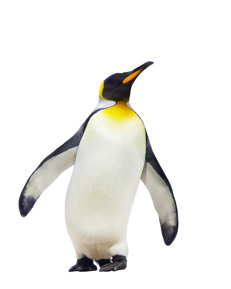 Penguin Png (black, silver, beige)