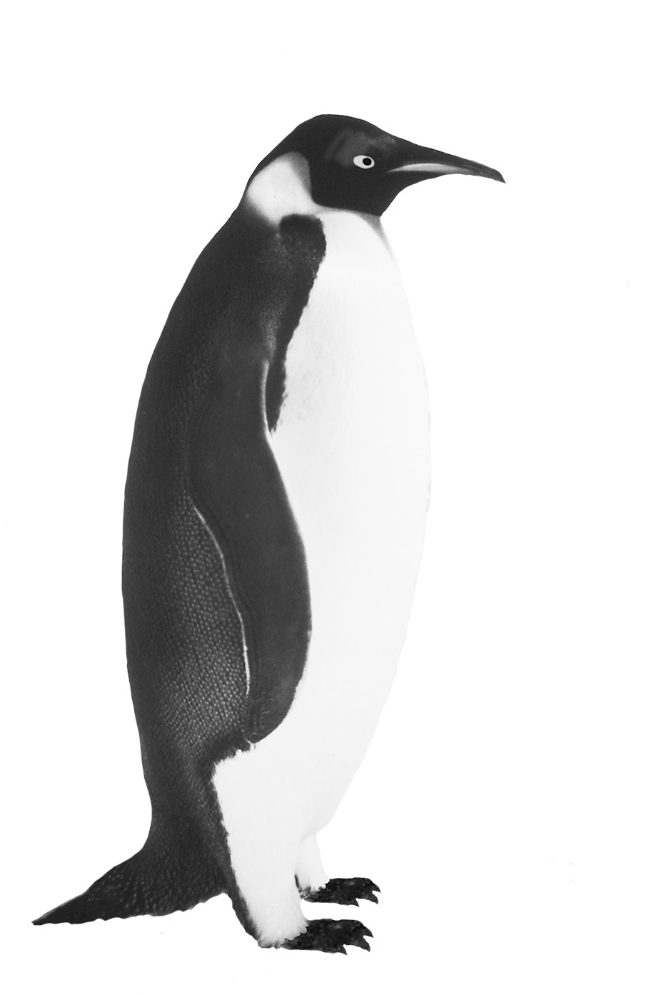 Penguin Transparent Png (lavender, black, indigo, white)