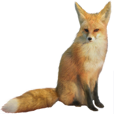 Fennec Fox Png Hd (black, chocolate, gray)