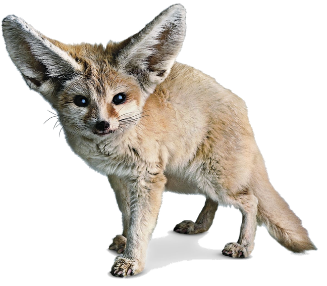 Fennec Fox Png Photos (black, silver, lavender)