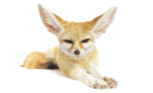 Fennec Fox Png Pic (black, silver, beige)