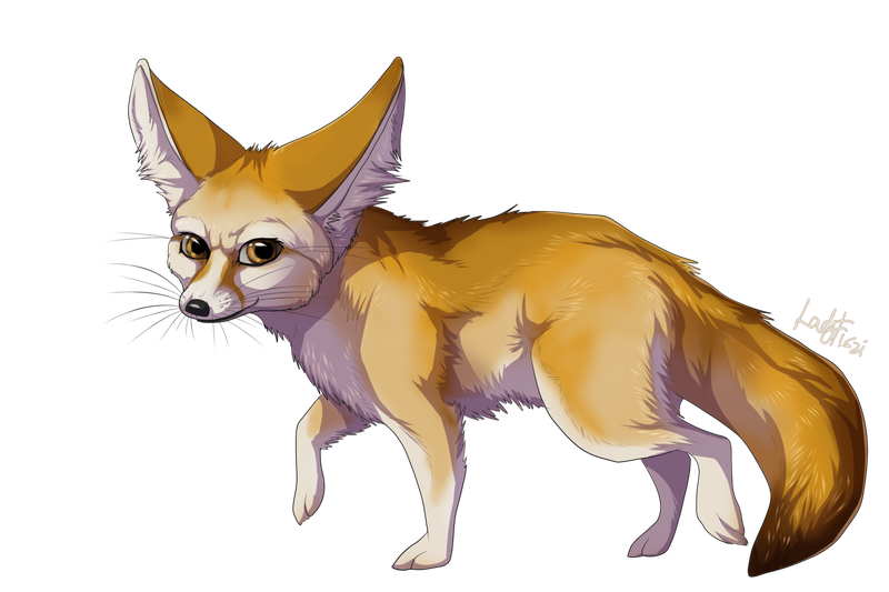 Fennec Fox Png Transparent Image (black, chocolate, salmon)