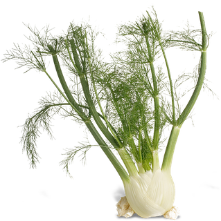 Fennel Download Png Image (black)