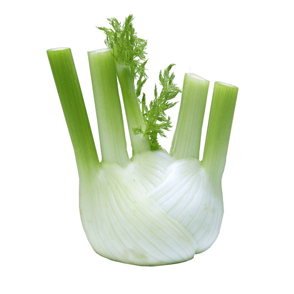 Fennel Png File (gray)