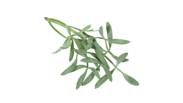 Fennel Png Pic (black)