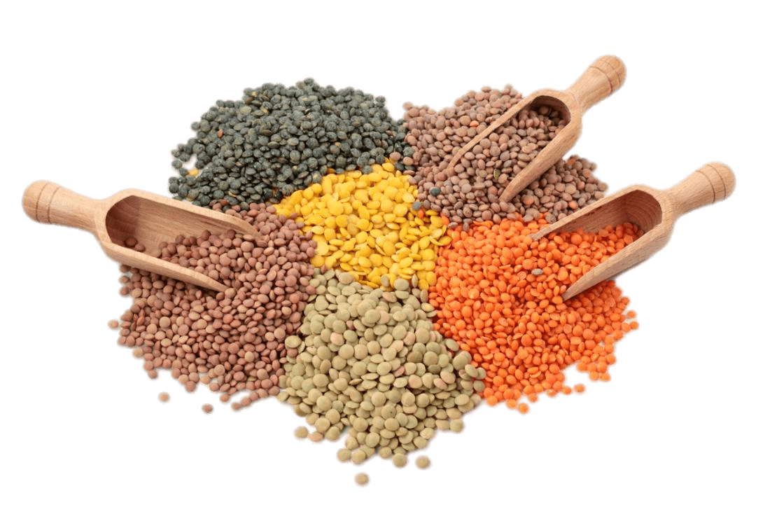 Lentil Png File (gray)