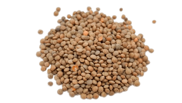 Lentil Png Image (gray)