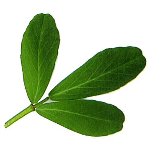 Fenugreek Leaf Png Pic (green, indigo, white, gray, black)