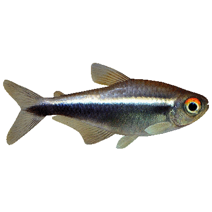 Neon Tetra Png Clipart (olive)