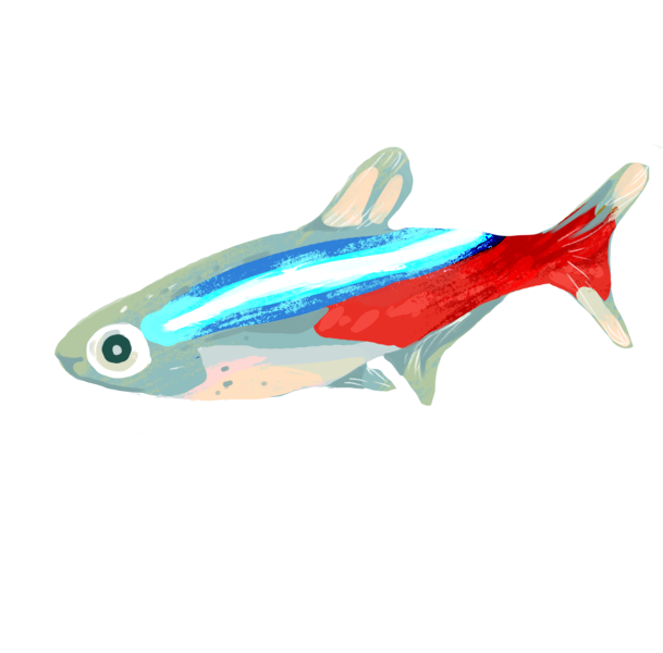 Neon Tetra Png File (gray, pink, silver, black, white)