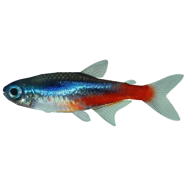 Neon Tetra Png Isolated File (maroon, yellow)