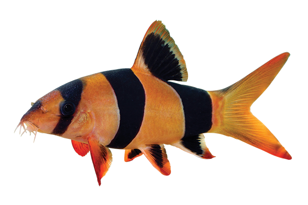 Neon Tetra Png Isolated Pic (black)