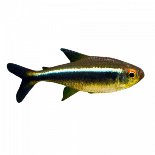 Neon Tetra Png Photo (gray, lavender, indigo, silver)