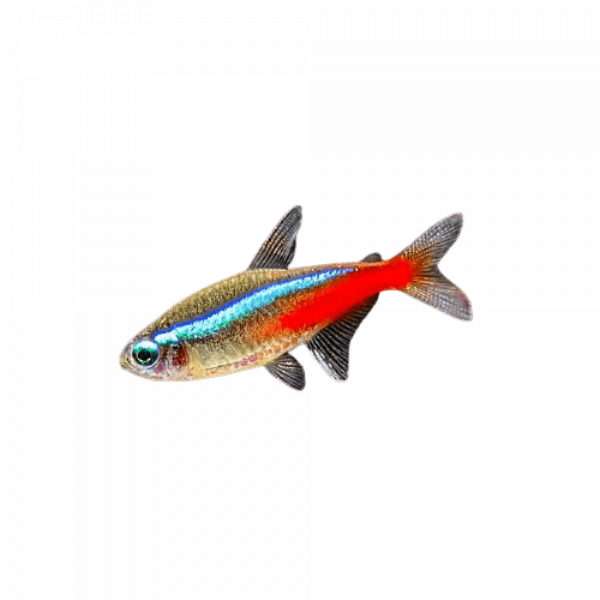 Neon Tetra Png Photos (gray, lavender, indigo, silver)