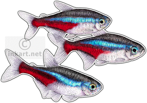 Neon Tetra Png Picture (white, silver, lavender)