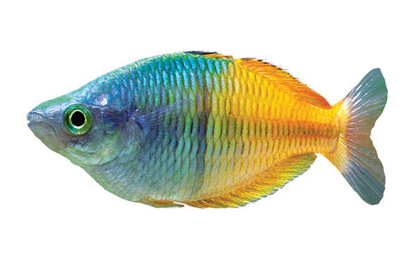 Neon Tetra Png Transparent (gray, indigo, gold, black, orange)