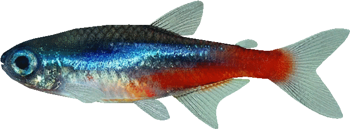 Neon Tetra Png (black)