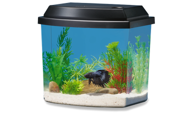 Neon Tetra Transparent Png (black, teal)