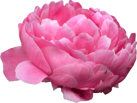 Peonies Png Photo (black, plum, salmon)