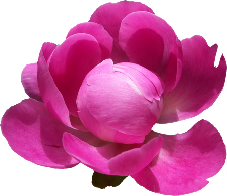 Peonies Png Pic (maroon, violet, purple, salmon, black)