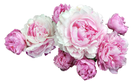 Peonies Png Transparent Image (lavender, black, white, beige)