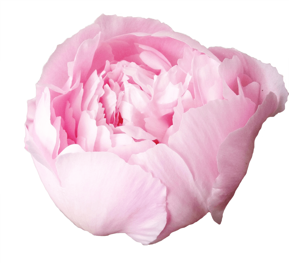 Peony Flower Png Cutout (black, white)