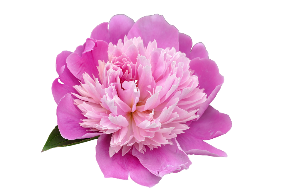 Peony Flower Png File (black, violet)