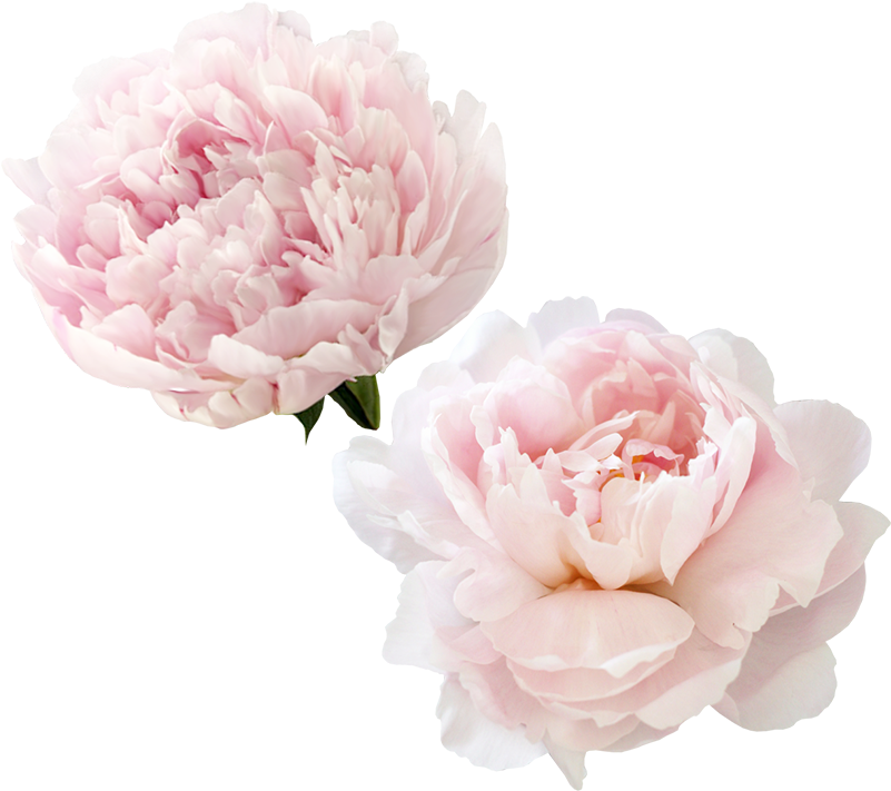 Peony Flower Png Image (beige, black, pink, white)