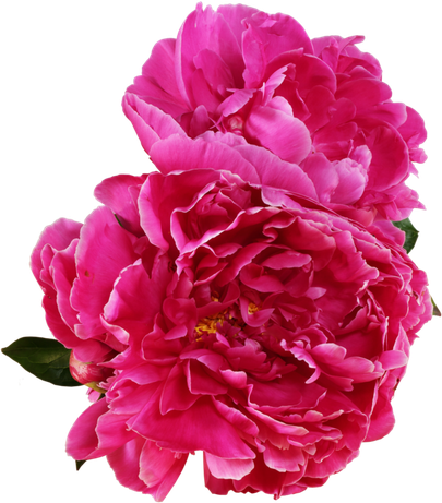 Peony Flower Png Photo (purple, black, maroon)