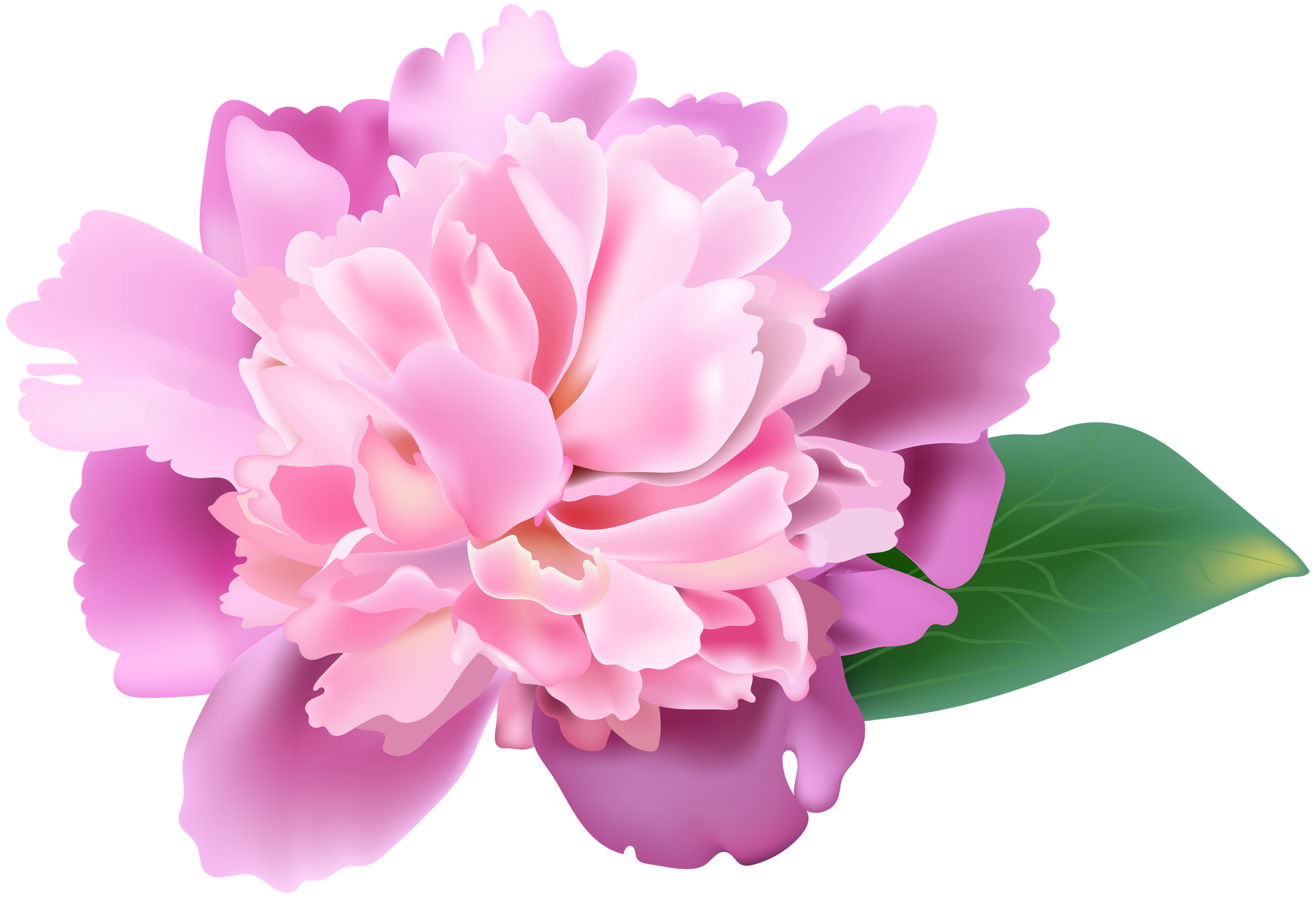 Peony Flower Png (black, lavender, pink, plum)