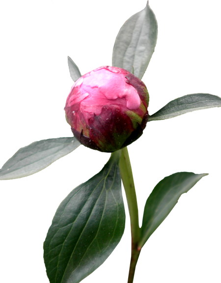 Peony Png Hd (lavender, white, silver, gray, black)