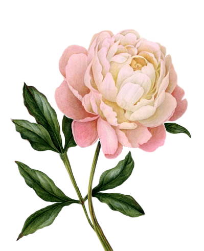 Peony Png Photo (white)