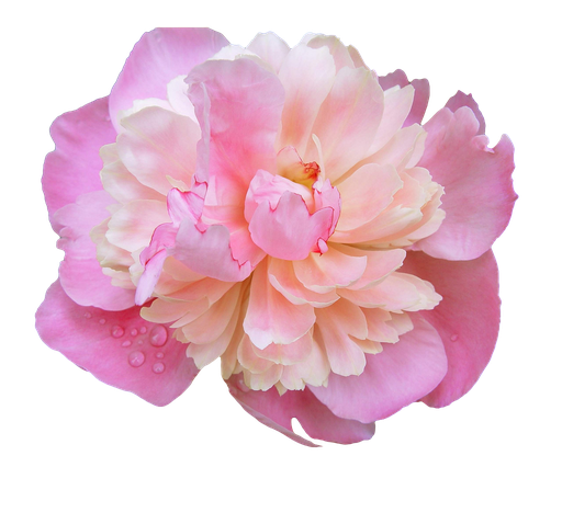 Peony Png Photos (black, plum)