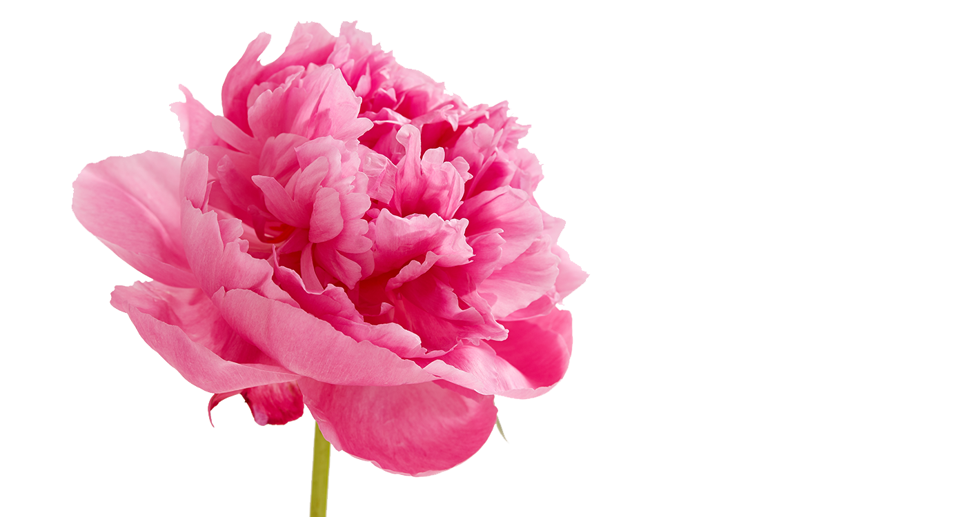 Peony Png Pic (salmon, lavender, white, plum)