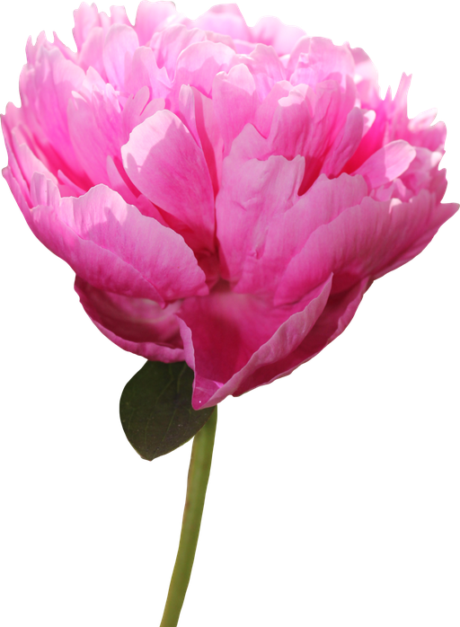 Peony Png Picture (black, pink, violet)