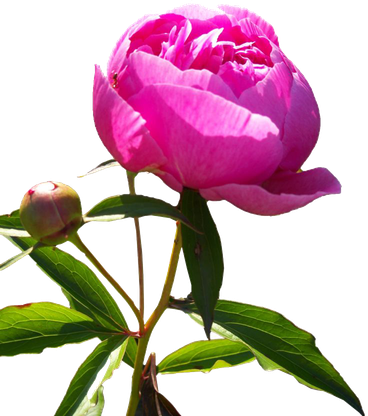 Peony Png Transparent Image (black, white)