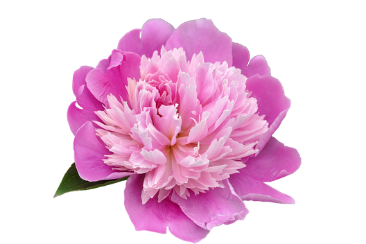 Peony Png Transparent Picture (black, salmon, violet)