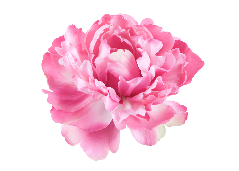 Peony Pink Png Cutout (pink, white, plum)