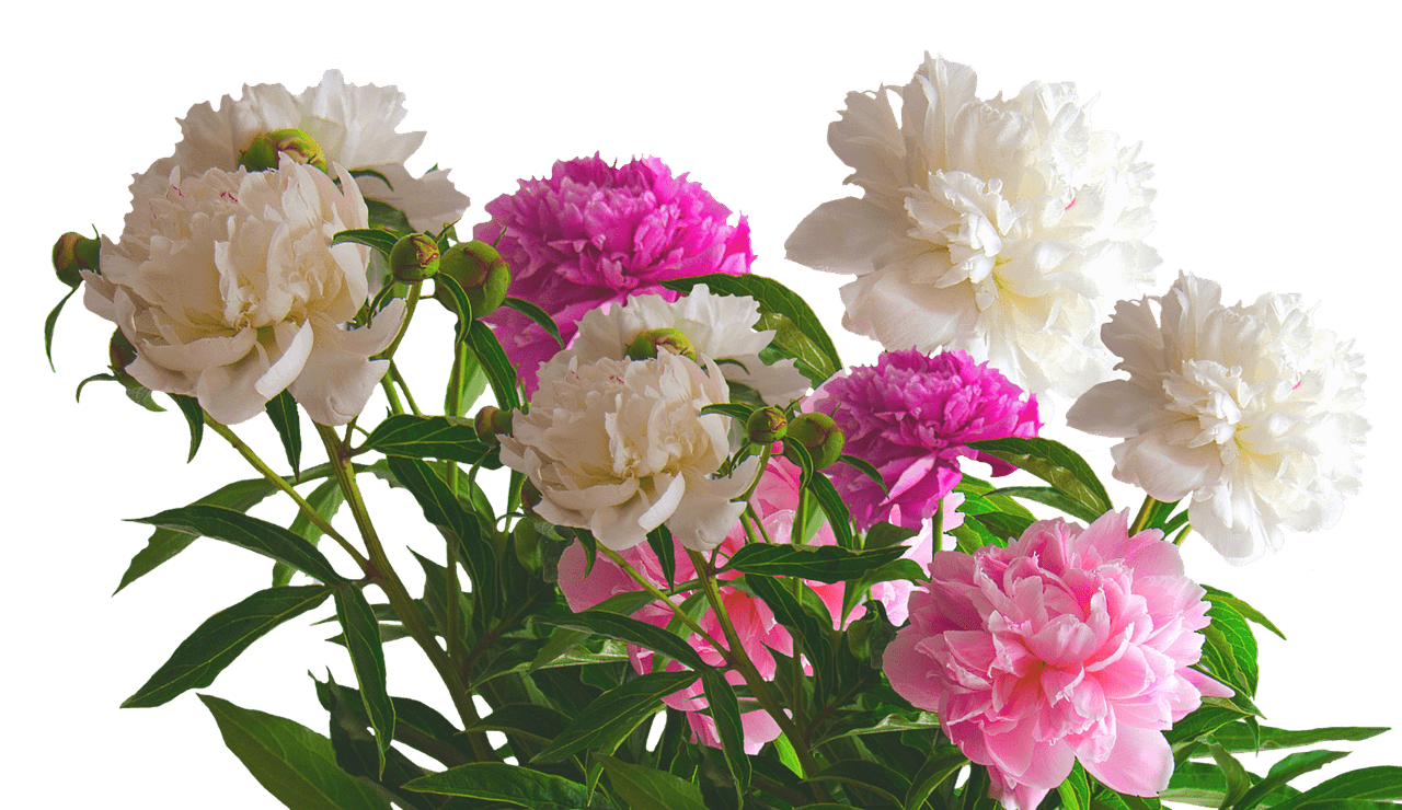 Peony Pink Png File (black, white)