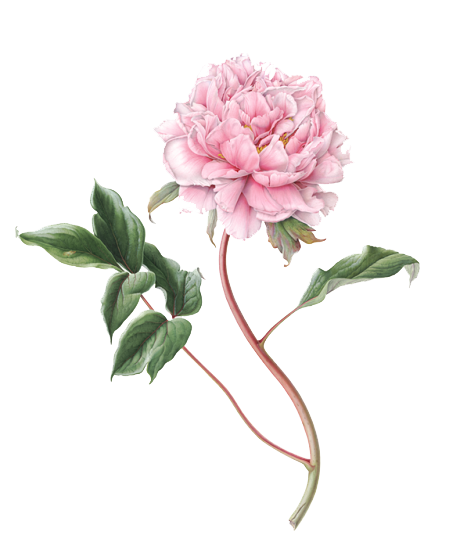 Peony Pink Png Image (white)