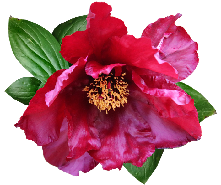 Peony Pink Png Images (black, maroon)