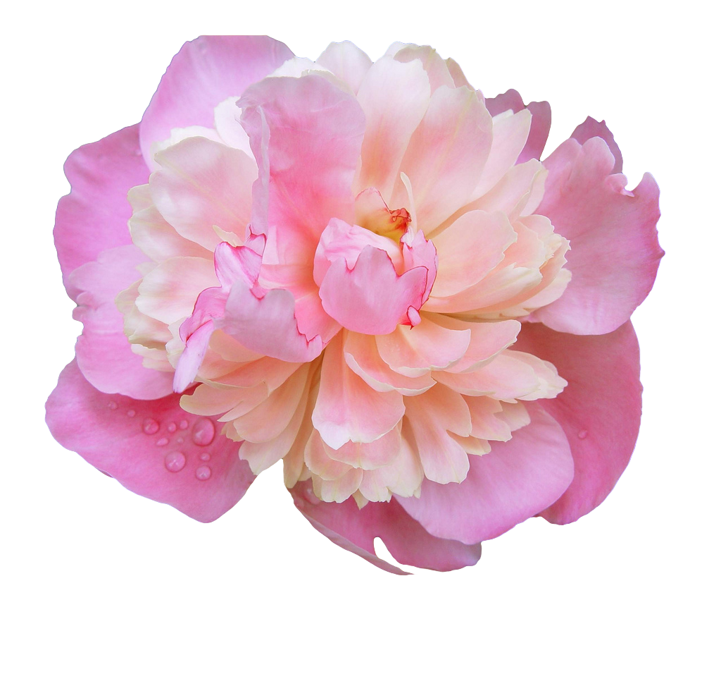 Peony Pink Png Photo (black, white, silver)