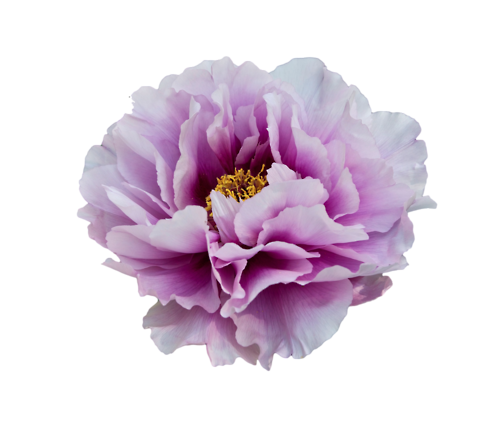 Peony Pink Png Pic (black, silver)