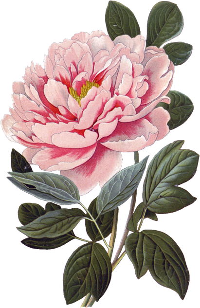 Peony Pink Png (black, pink)