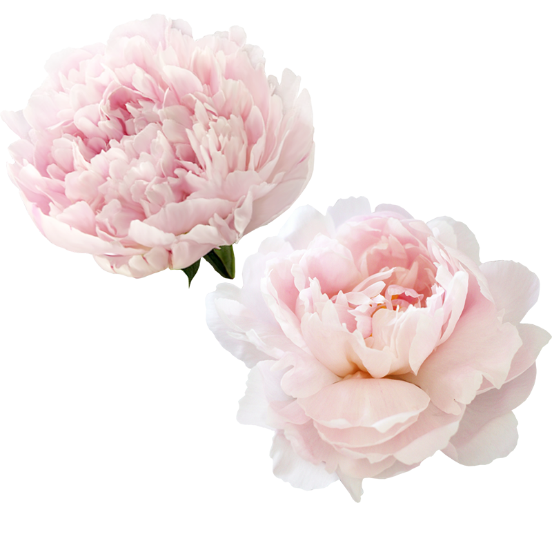 Peony Pink (white, black, lavender, silver, beige)