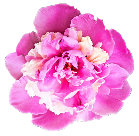 Peony Transparent Png (black, white, violet)