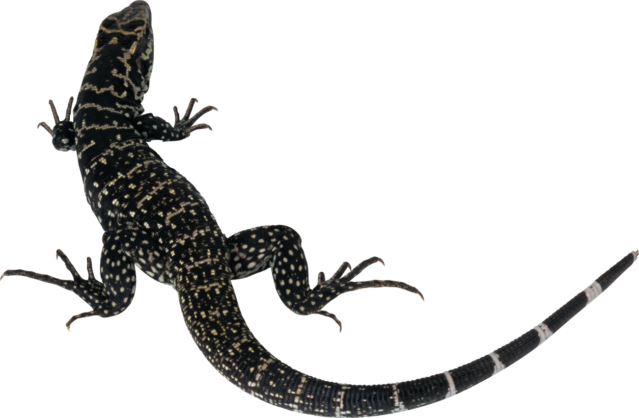 Leopard Lizards Download Png Image (black)